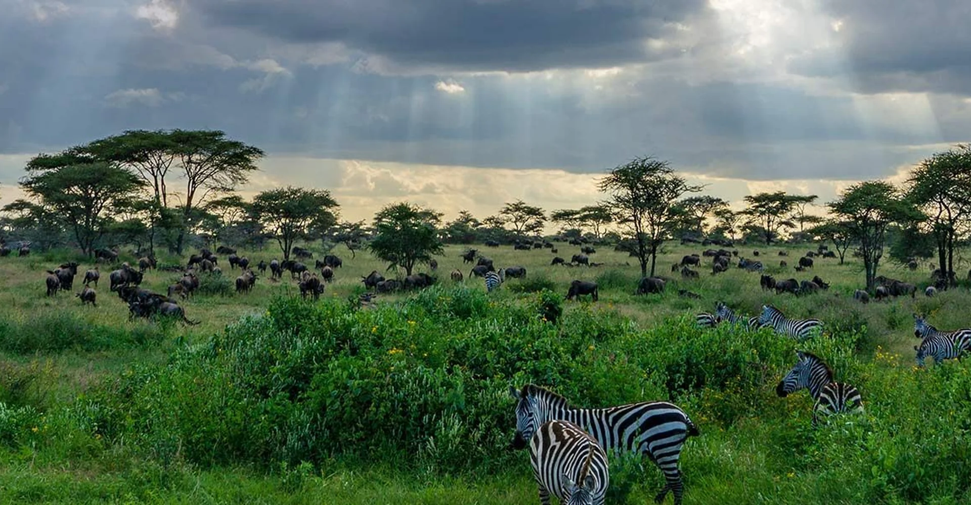 TANZANIA SAFARI TIPS – WHAT YOU NEED TO KNOW BEFORE YOUR FIRST TANZANIA SAFARI