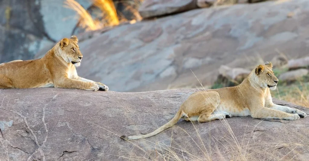 Tanzania Safari Tours – Tips For Planning A Successful Tanzania Safari