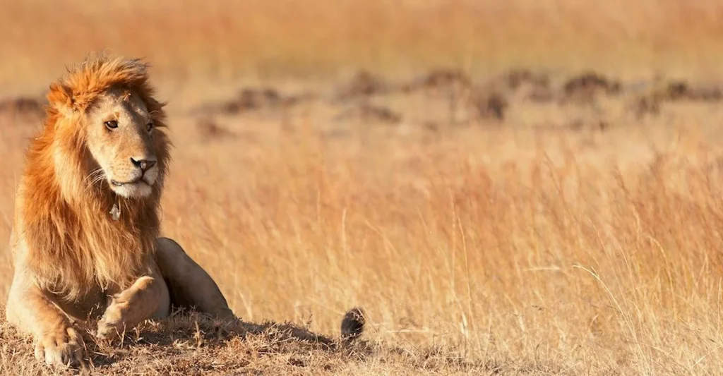 HOW MUCH DOES A TANZANIA SAFARI COST? THE COMPLETE GUIDE TO FULFIL YOUR SAFARI DREAM