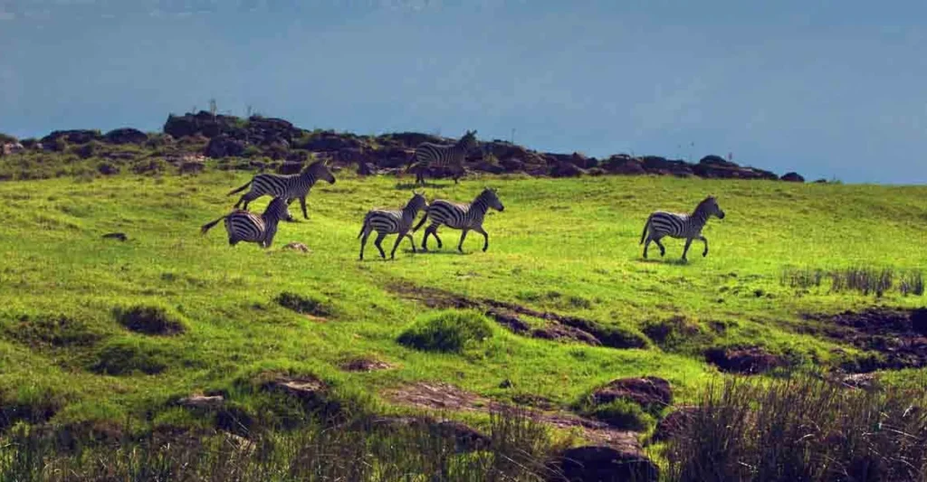 WHEN IS THE BEST TIME FOR SAFARI IN TANZANIA? – LOW SEASONS OR HIGH SEASONS?