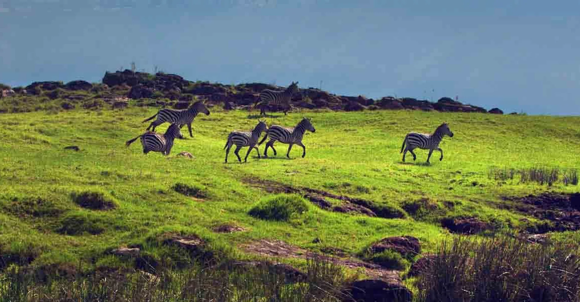 WHEN IS THE BEST TIME FOR SAFARI IN TANZANIA? – LOW SEASONS OR HIGH SEASONS?