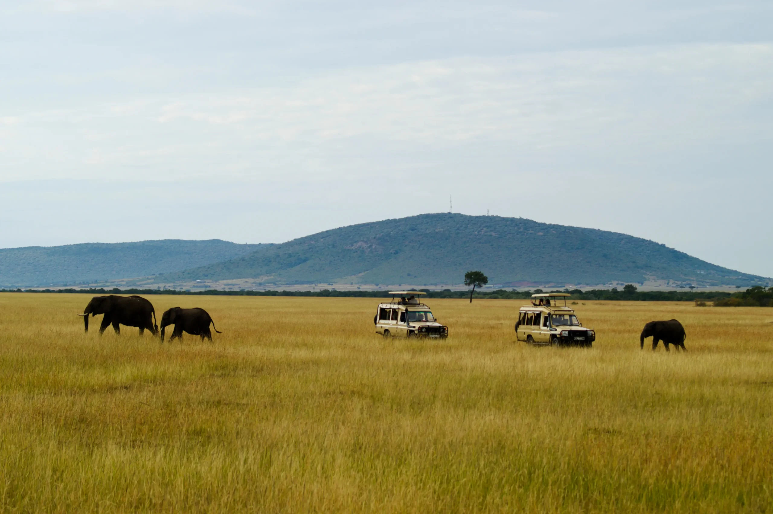 Why Now Is The Great Time To Start Tanzania Safari?