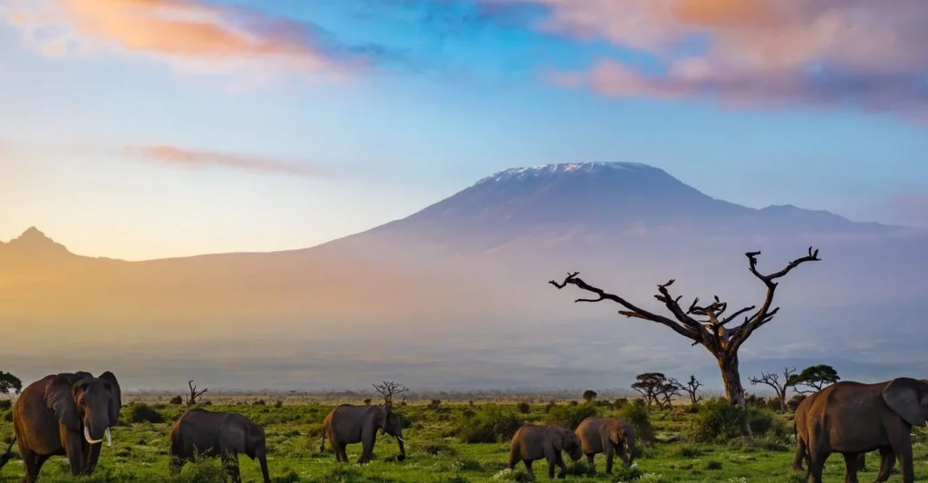 Why Winter Safari Is Preferable In Tanzania?