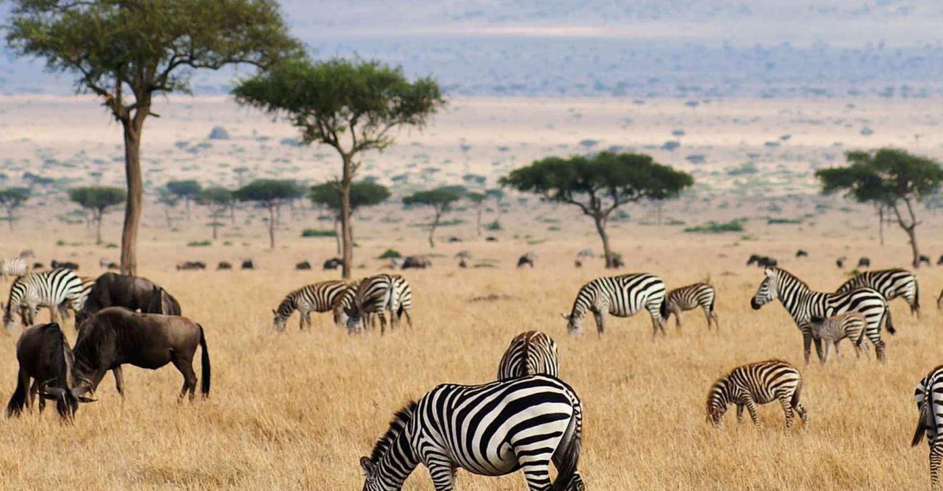 10 Reasons Why You Should Visit The Serengeti At Least Once In Your Life