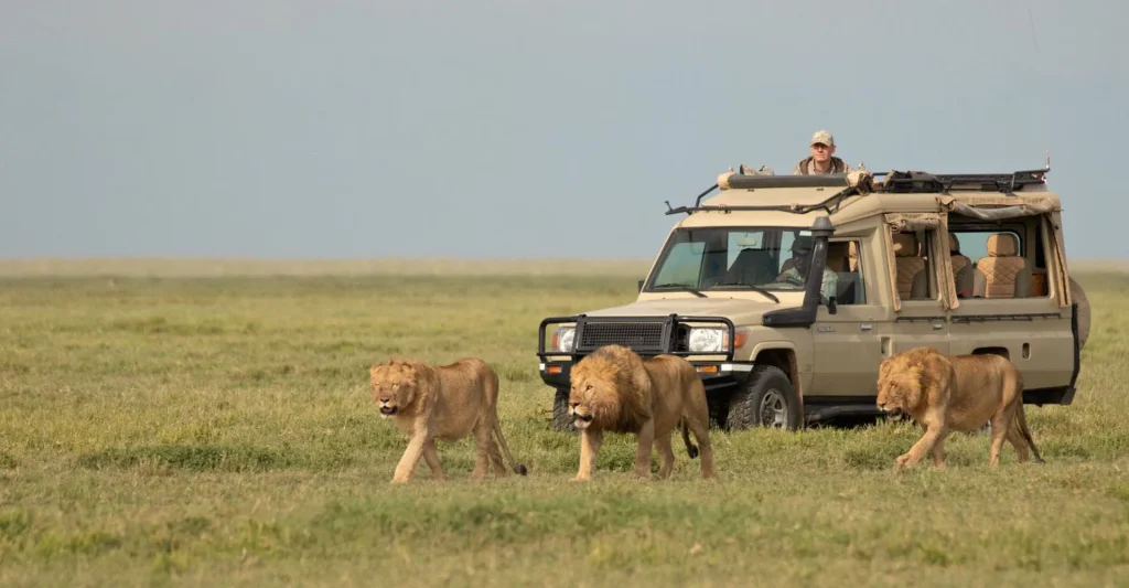 How To Travel Safely During Tanzania Safari In 2021-2022?