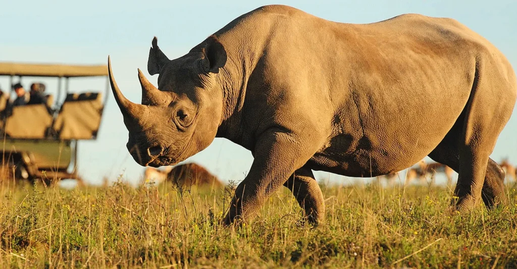 Tanzania Safari Tours For Adventure Retreats – How To Prepare For A Memorable Safari Holiday