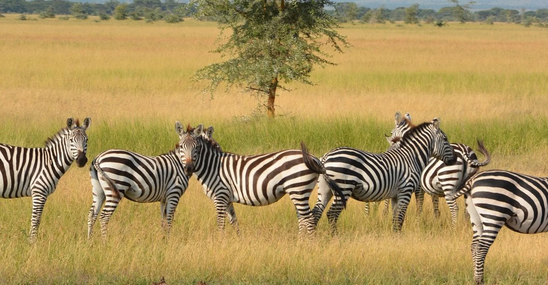 Top Seven Reasons To Choose A Private Safari Tanzania