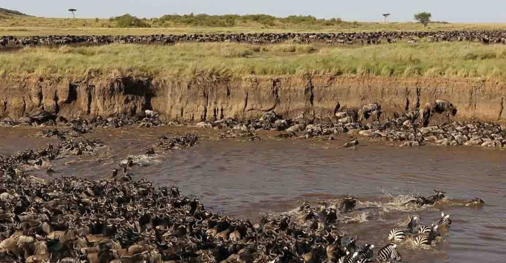 Serengeti National Park – What Makes It Unique & Special For USA Travellers?