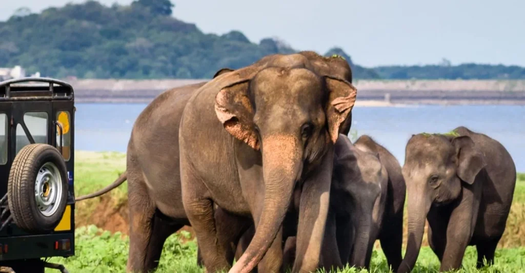 What To Expect From Tanzania Safari Tours To Add Serengeti Safari On Your Bucket List