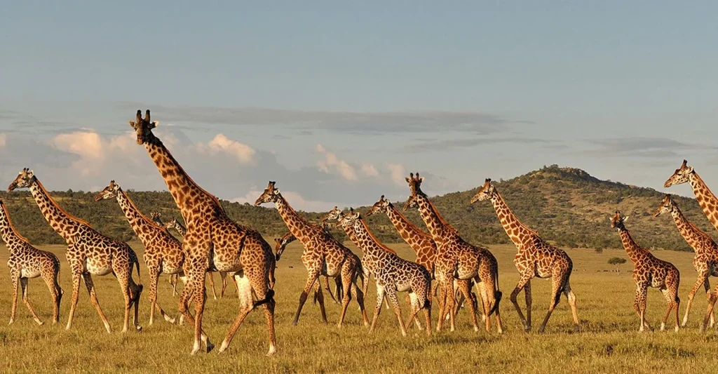 A Great Action Plan Launched For Giraffe Conservation In Tanzania