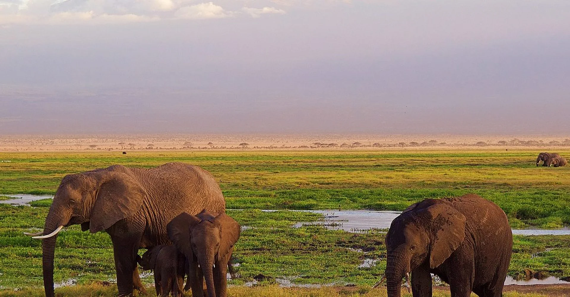 Can You Still Enjoy Tanzania Safari Tours During Wet Season?