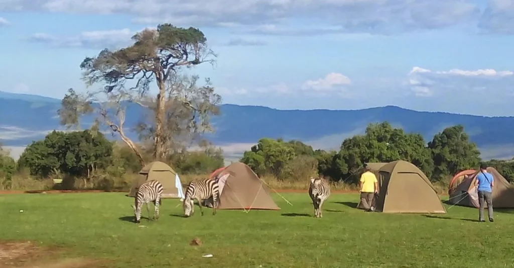 Special Moments On Tanzania Safari: Animals At Camp