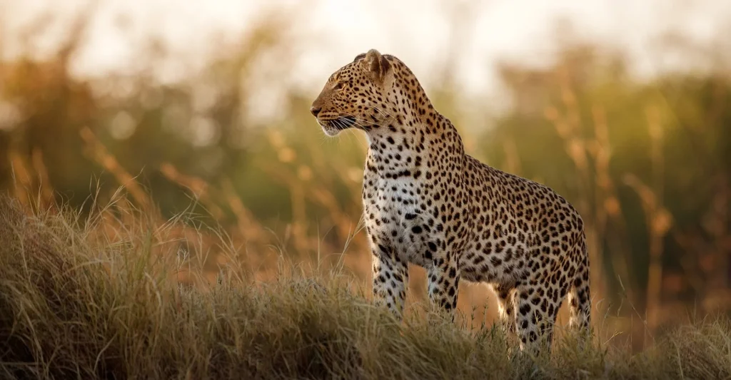It’s Not Only To Find The Big Five But Also To Glimpse Small Creatures During Tanzania Safari!