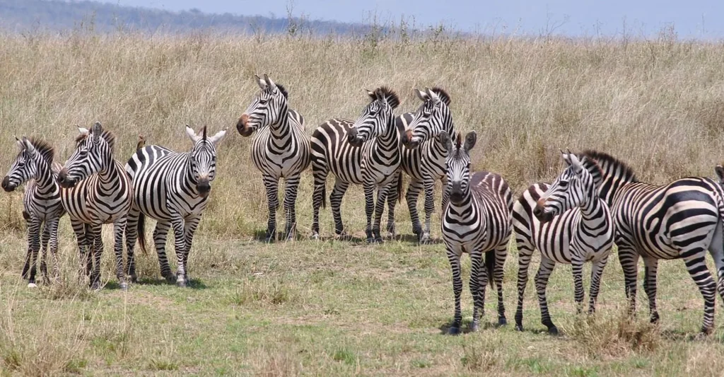 Most Fascinating Destinations In Tanzania For US Travelers For Amazing Wildlife Spotting