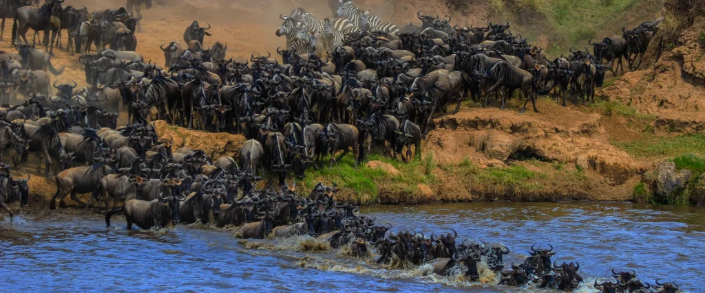 Serengeti Migration – One Of The Best Scene For Greatest Animal Show