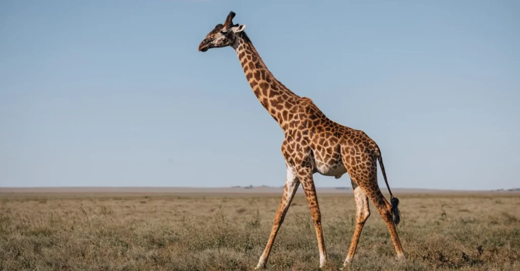 What Do You Want To Experience On Tanzania Safari In 2021 – 22?