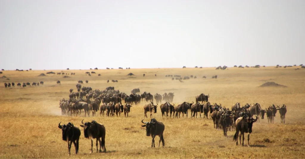 20 Best Places To Stay While Going For Wildebeest Migration