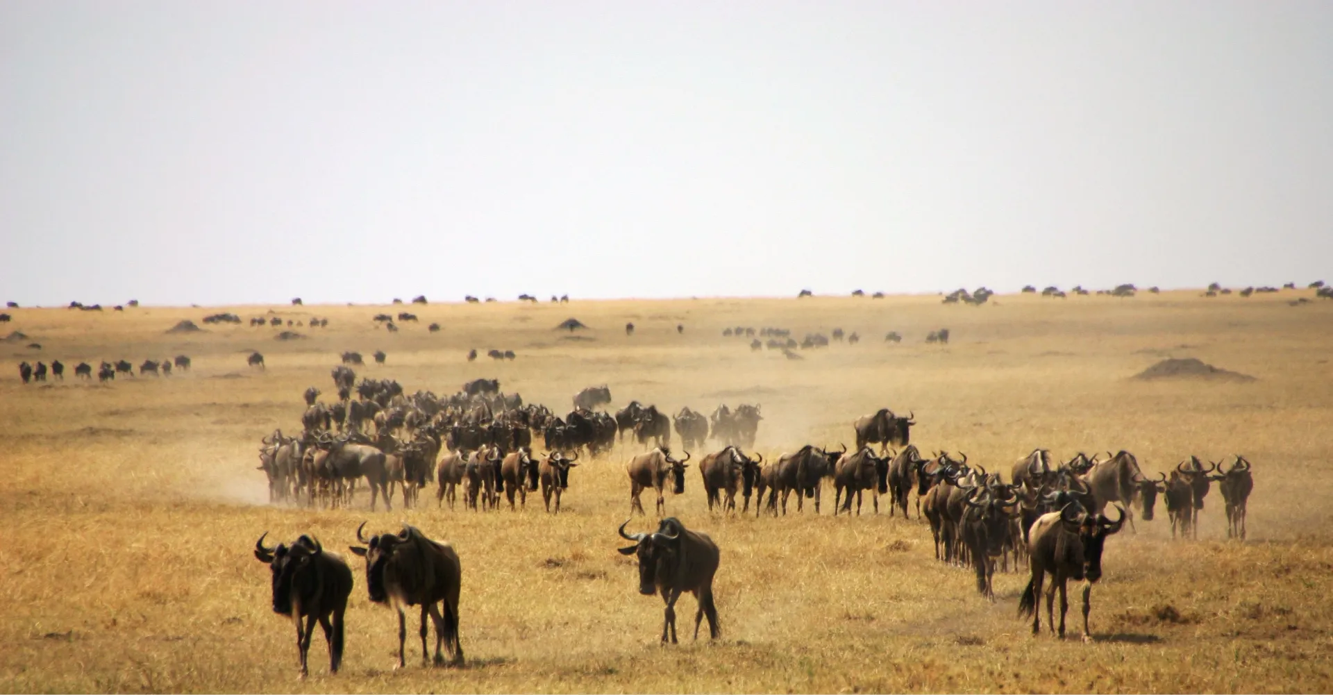 20 Best Places To Stay While Going For Wildebeest Migration