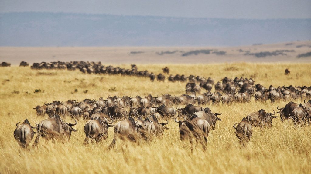 Great Wildebeest Migration Watch The Planet’s Most Incredible Wildlife Spectacles Movements