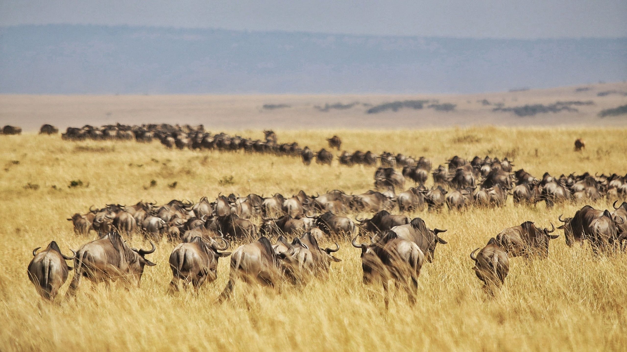 Great Wildebeest Migration Watch The Planet’s Most Incredible Wildlife Spectacles Movements