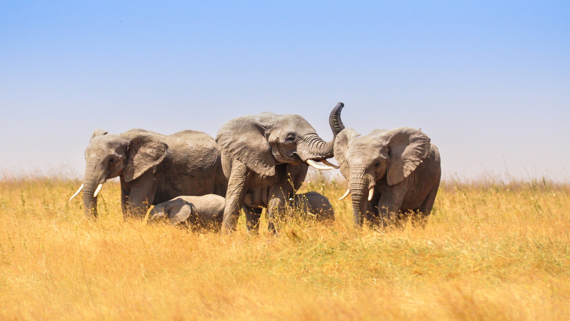 10 Ways How You Can Support Conservations During Your Tanzania Safari Tours