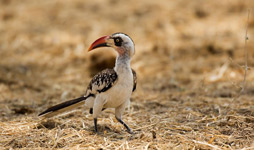 7 Days Tanzania Birding Safari