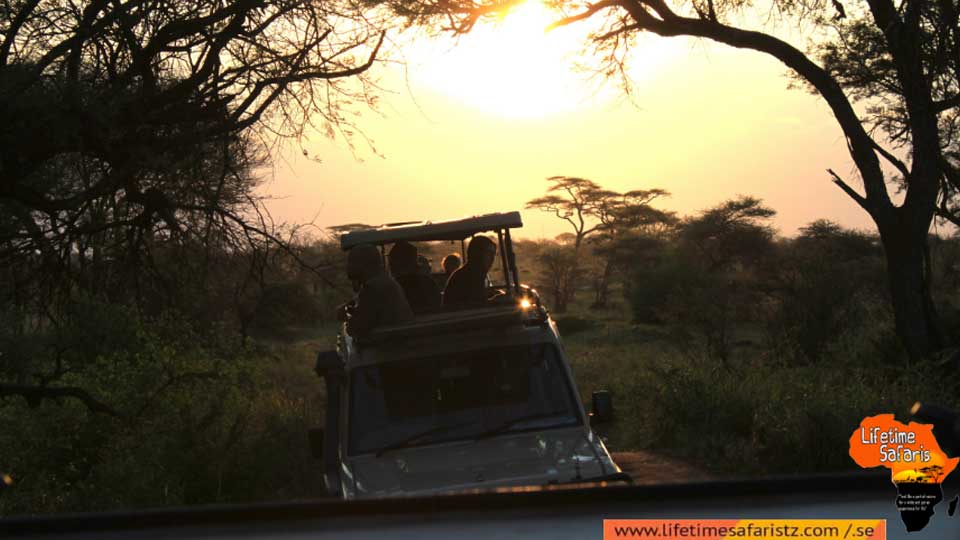 ultimate-guide-for-tanzania-budget-safari-featured
