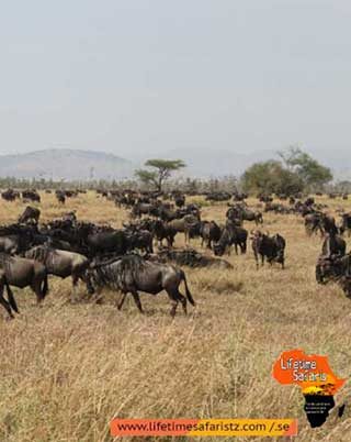 winter-in-tanzania-see-what-makes-it-worth-a-trip-for-tanzania-tours-and-safaris-home