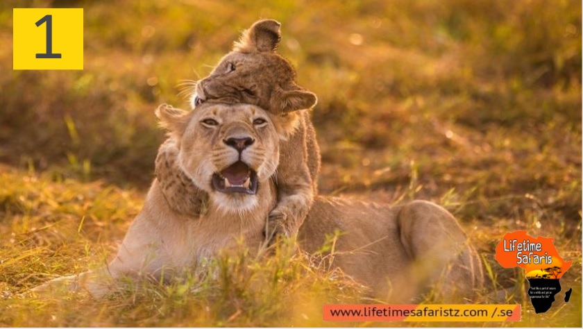 How To Choose Your Perfect Tanzania Safari Package