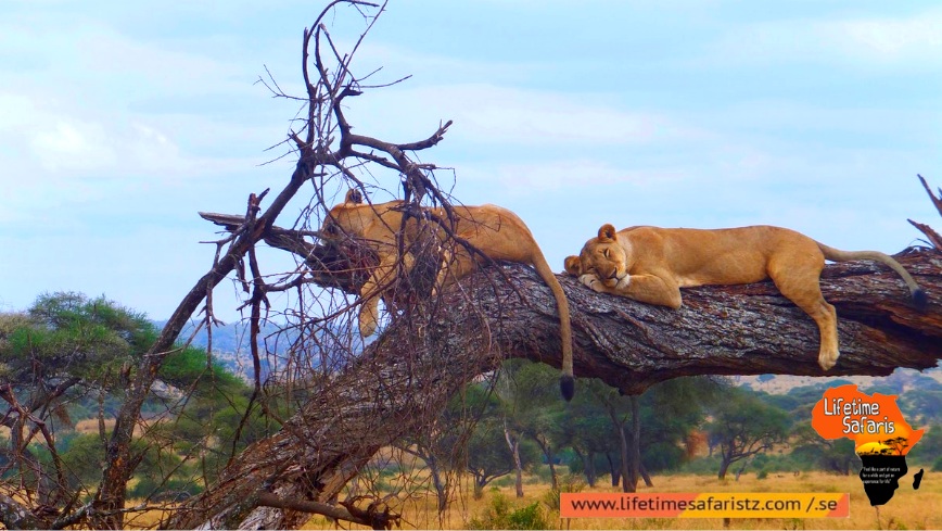 Luxury Safari Tanzania