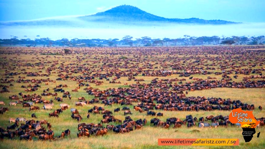 Explore The Resilient Populations Of Predators – Serengeti National Parks