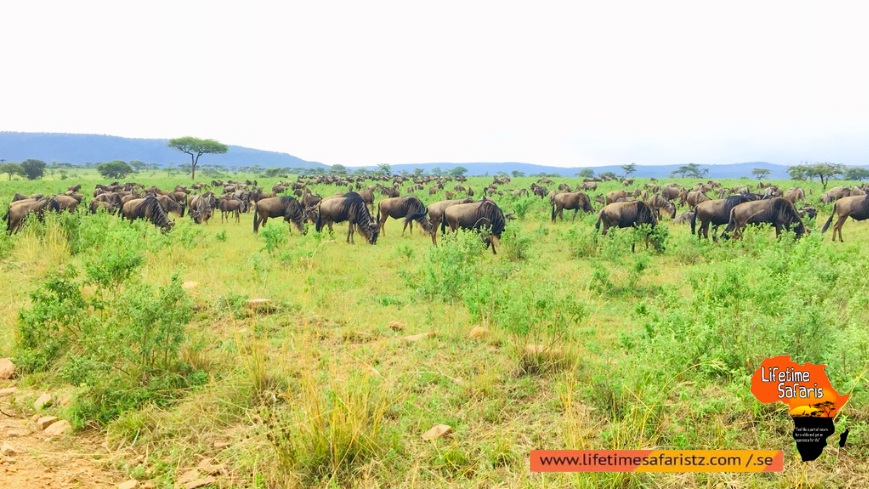 Great Wildebeest Migration