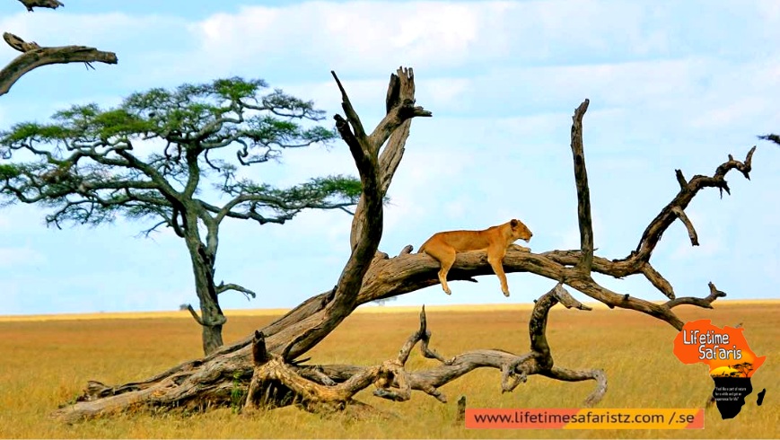 Myriad Of Flora And Fauna At Lake Manyara National Park