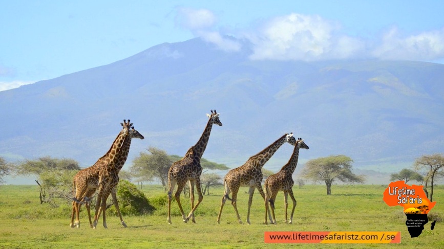 See The World's Largest Population Of Giraffes – Arusha National Park