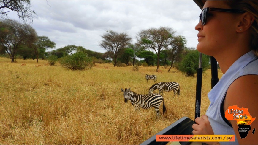 Take A Private Evening Game Drive