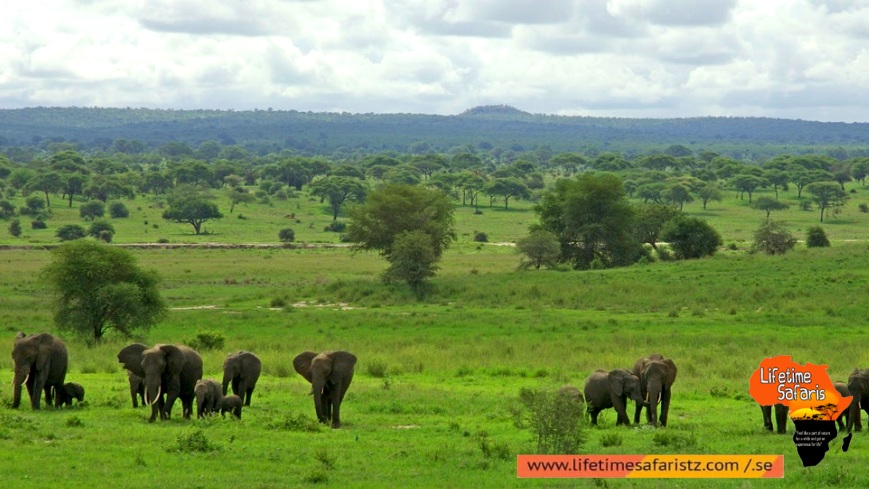 Track The Famous Elephant Migration - Tarangire National Park