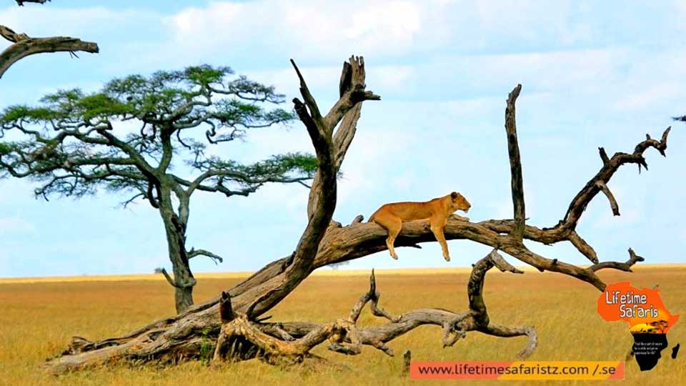 top-6-most-renowned-tanzania-national-parks-the-pride-of-africa-featured