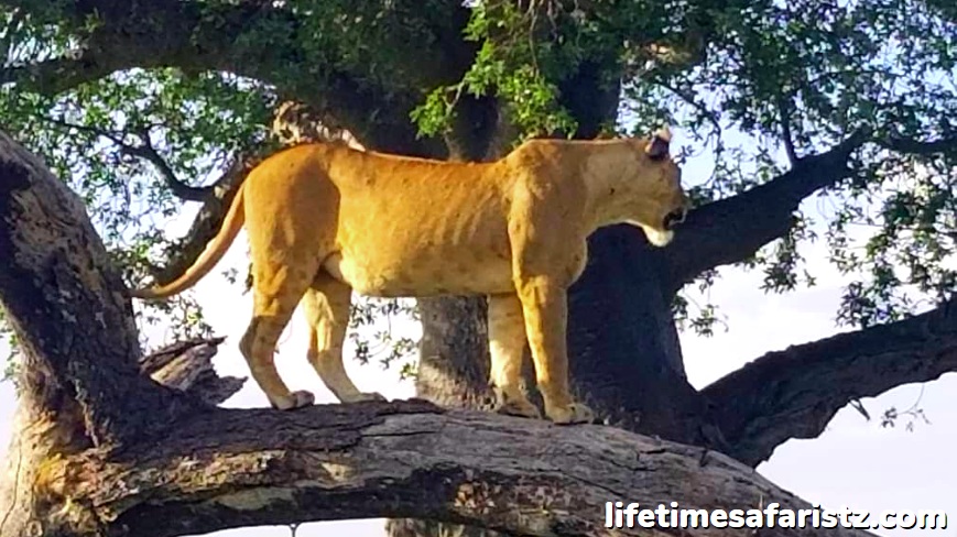 Home Of The Tree Climbing Lions - Lake Manyara National Park