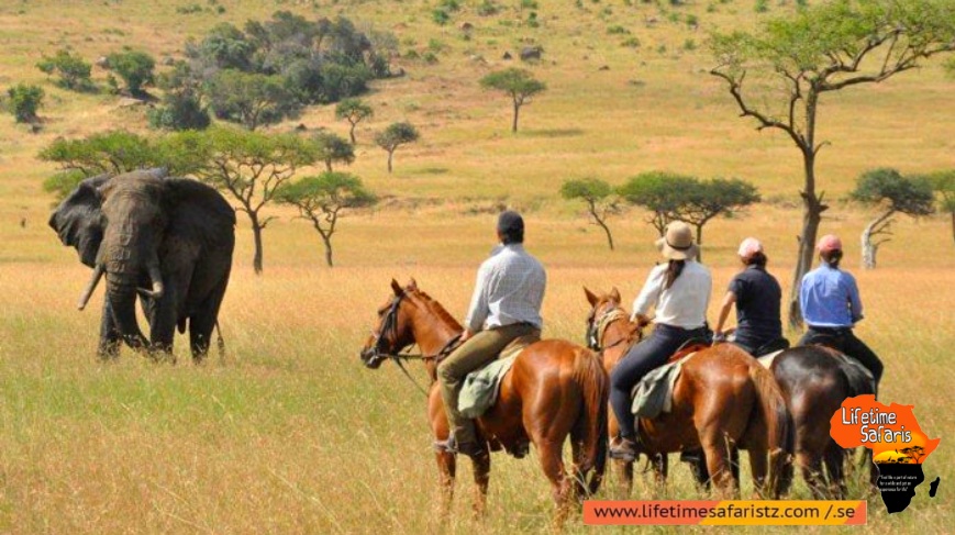 Positivity Of Tanzania Horse Riding