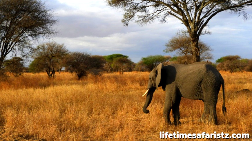 Serengeti - The Oldest Ecosystems On The Planet