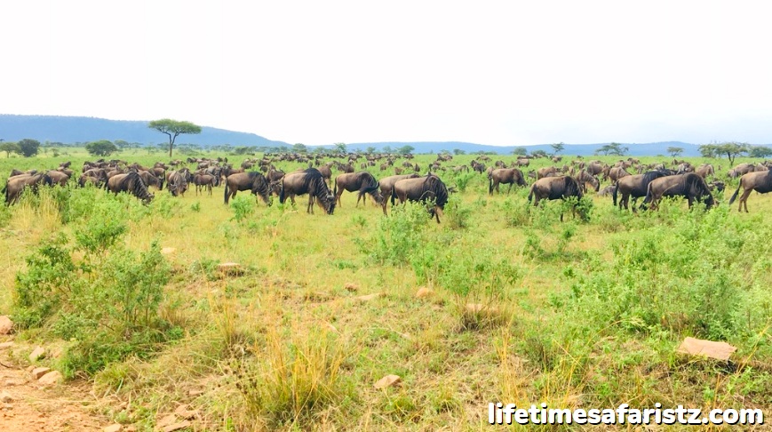 The Great Migration Sees Over 2 Million Animals Travel Across The Plains