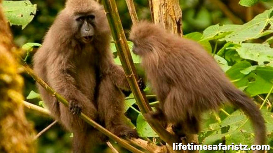 The Kipunji – The New Monkey Species Found Only In Tanzania