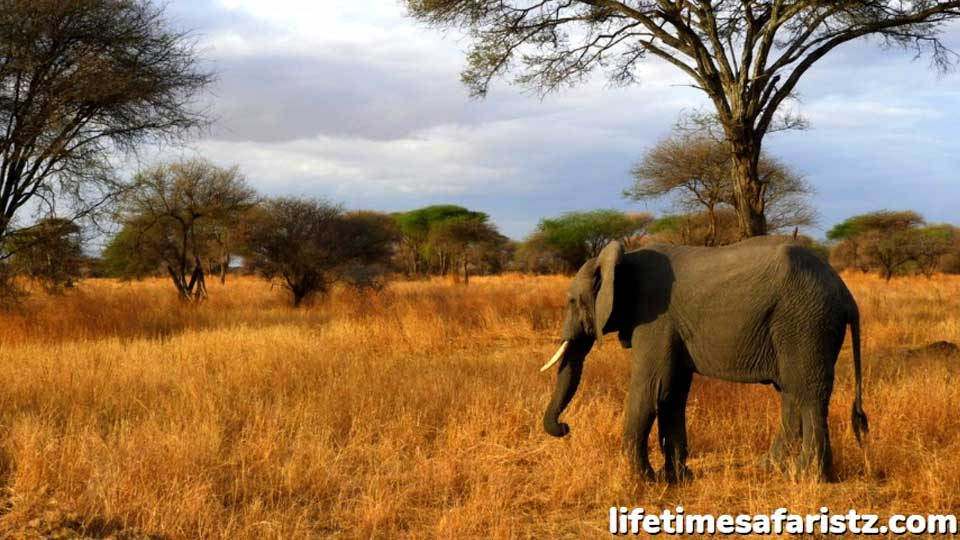 explore-the-8-best-secrets-of-tanzania-that-make-it-a-par-excellence-safari-destination-featured