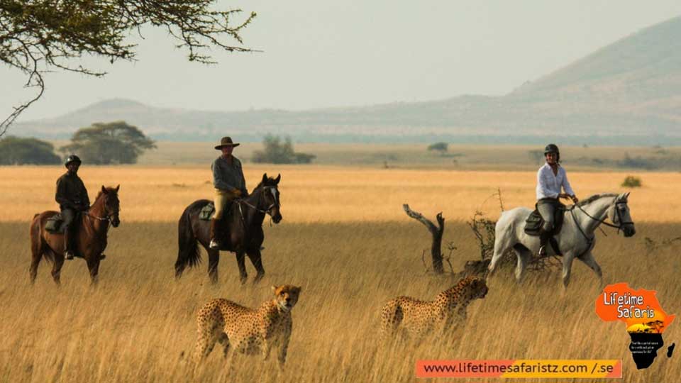 want-to-have-a-dynamic-and-wilder-experience-dont-be-hesitating-to-pick-tanzania-horse-riding-safari-featured