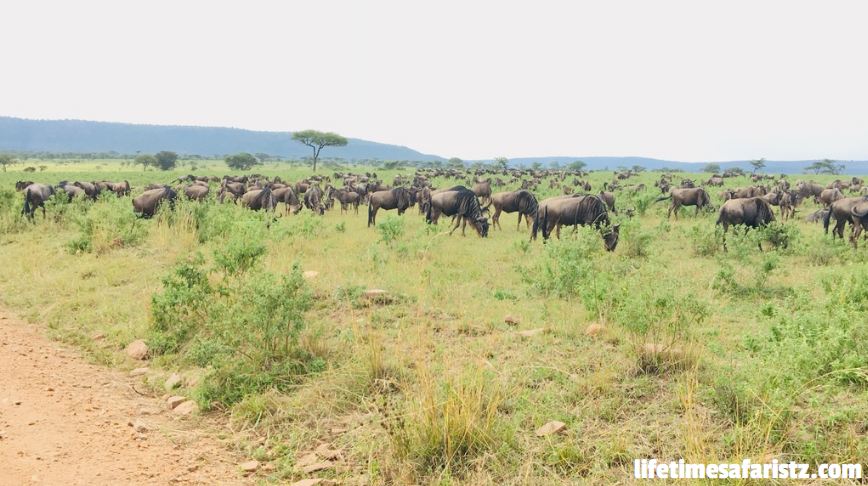 Great Wildebeest Migration