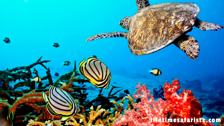 Sustainable Ecotourism - World-Class Coral Reefs