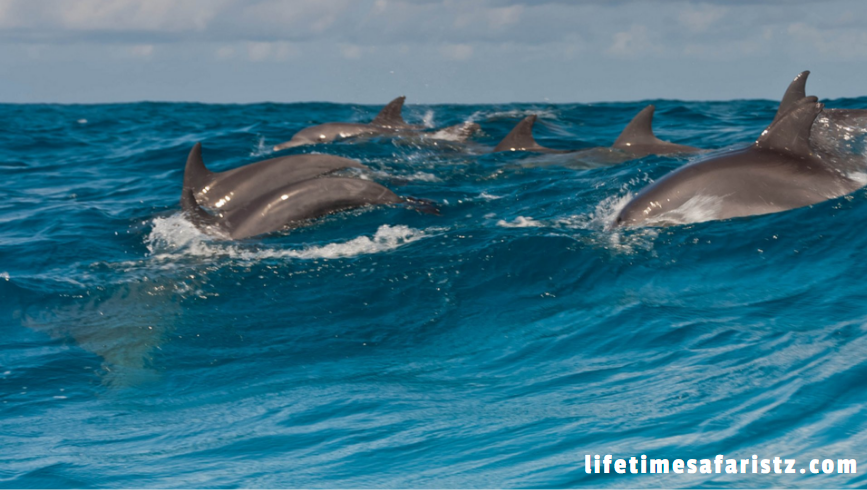 Dolphins – The Aquatic Mammals