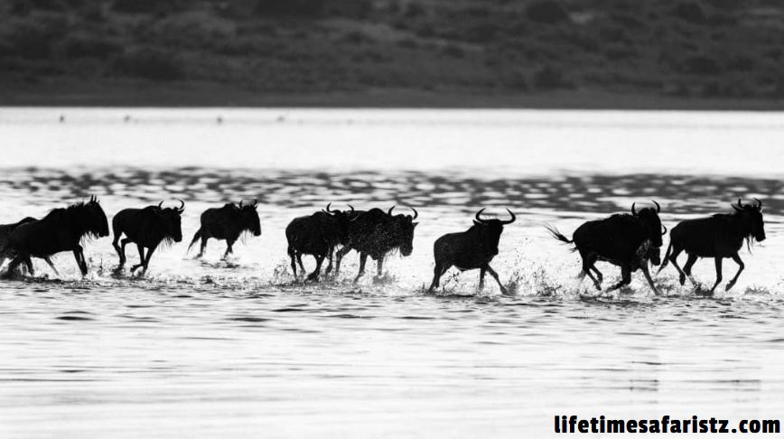 Great Wildebeest Migration Safari