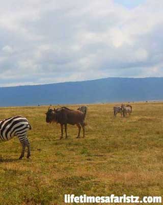 how-to-experience-great-wildebeest-migration-in-your-tanzania-safari-tours-home