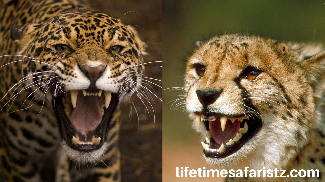 Behaviour & Aggressiveness of Leopard and Cheetah